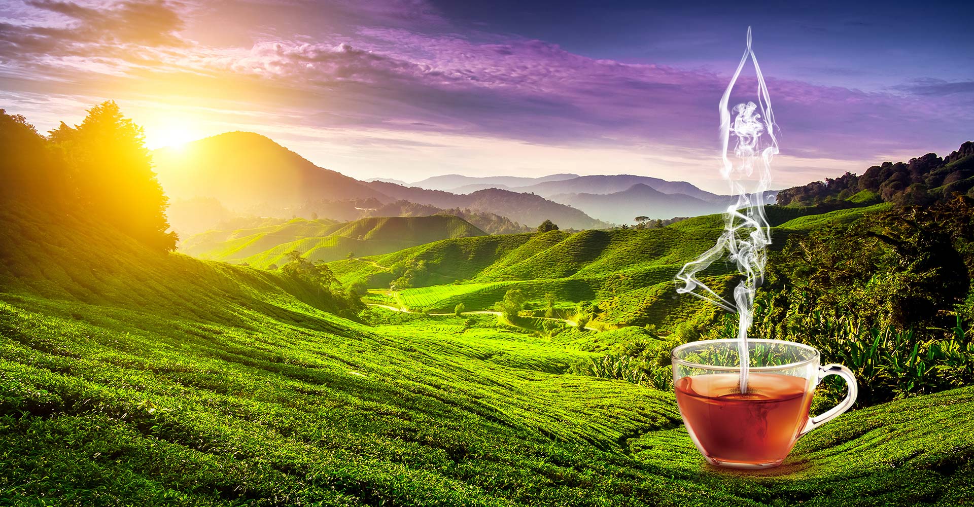 Detox tea essence - a new era